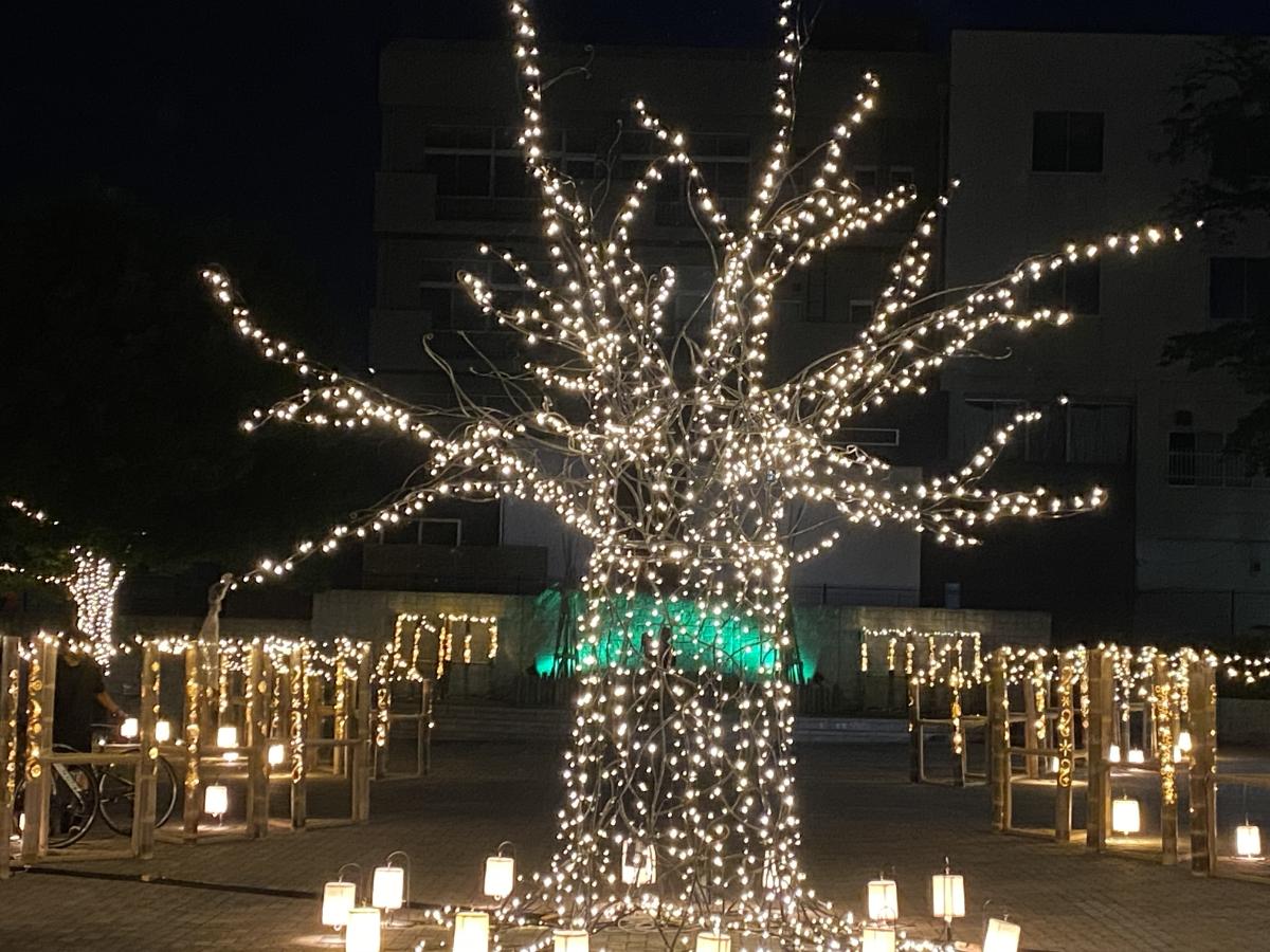Hitachi-Taga Summer Illumination 2025～夏の桜と竹灯籠～4