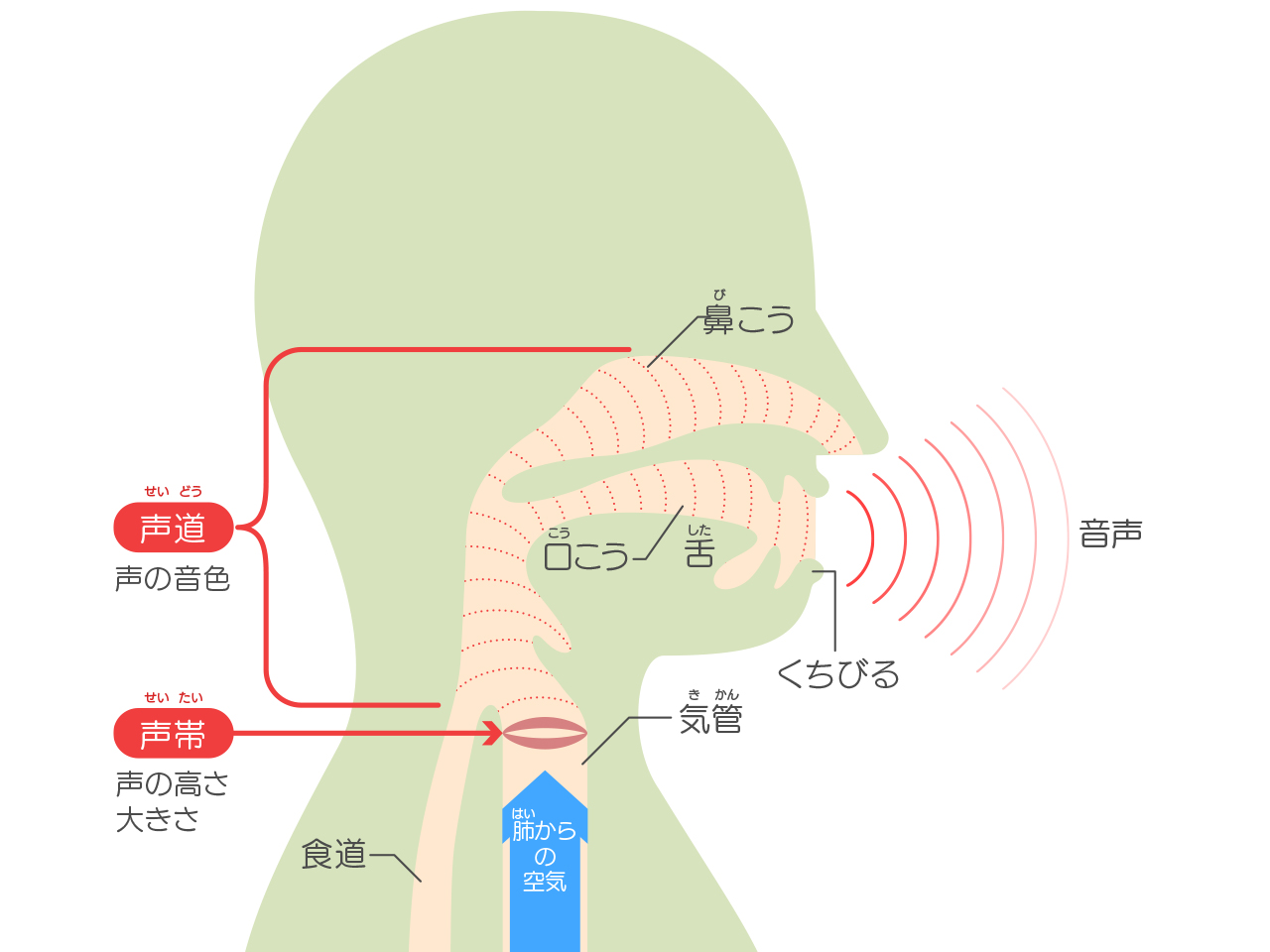 声を出すしくみ