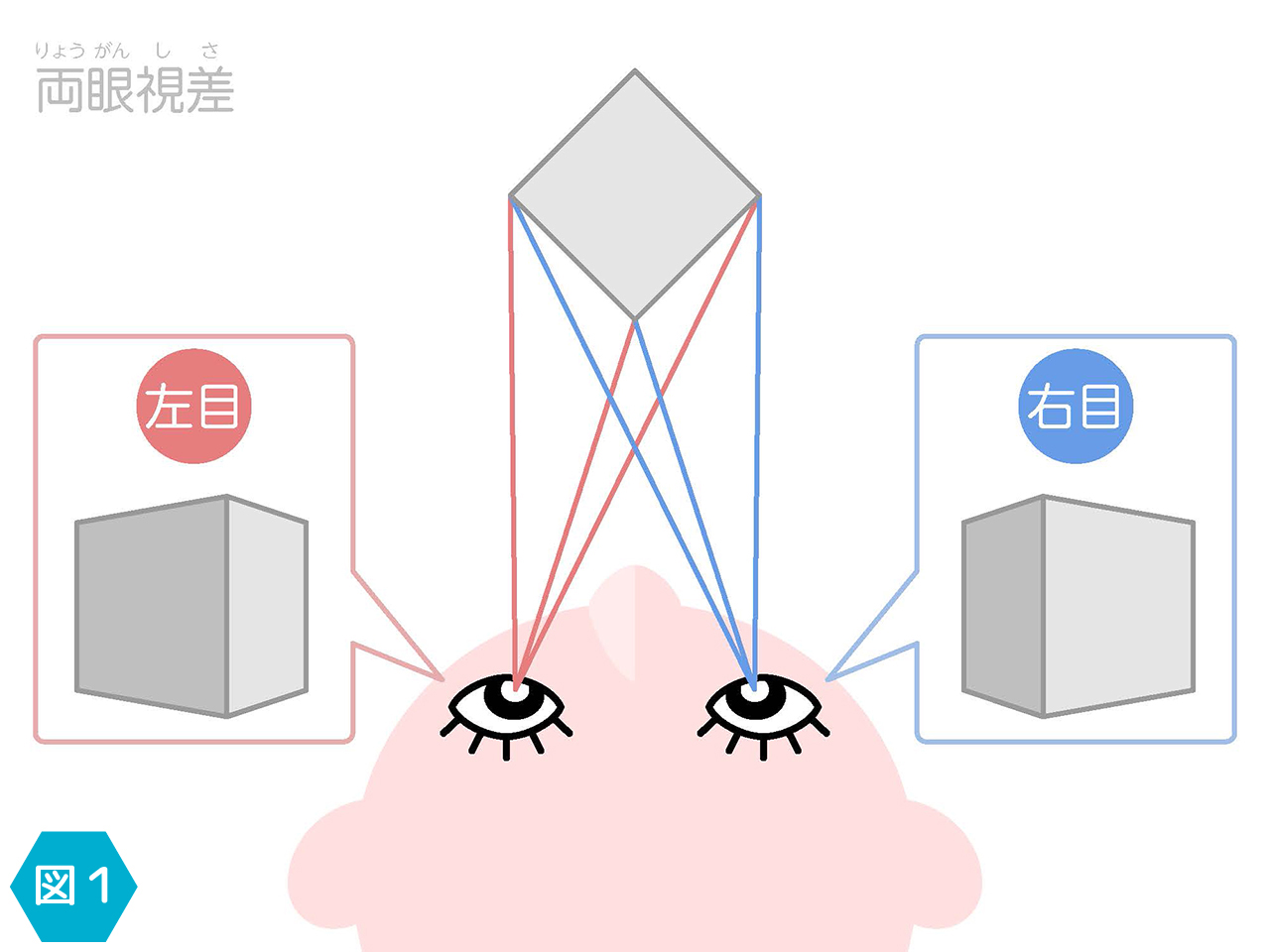 3Dのしくみ_両眼視差