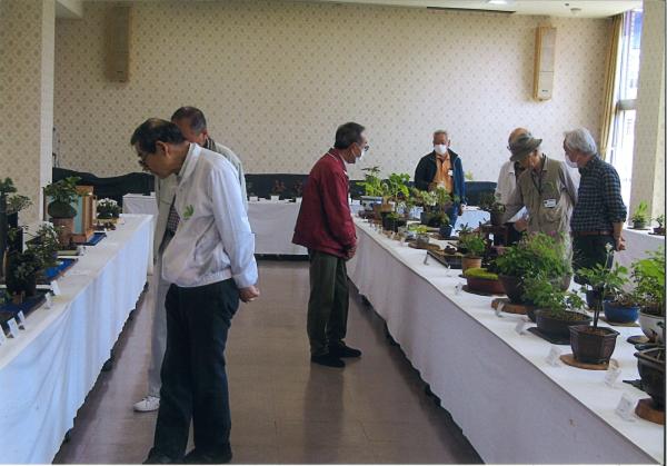 令和8年度日立市芸術祭「第41回春の山野草展」1