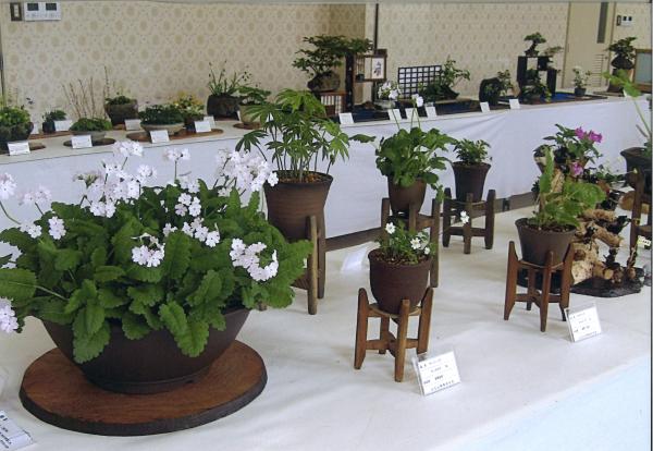 令和8年度日立市芸術祭「第41回春の山野草展」2