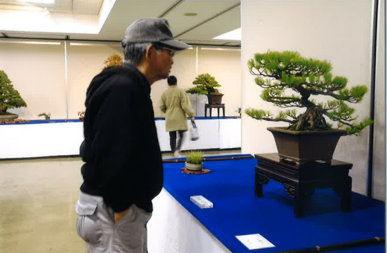 令和8年度日立市芸術祭「日立盆栽同好会盆栽展」